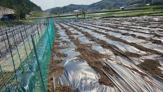 정금기님의 기타작물 · 영농일지 작성글 사진