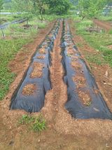 팜모닝 고구마·영농일지 게시글 이미지