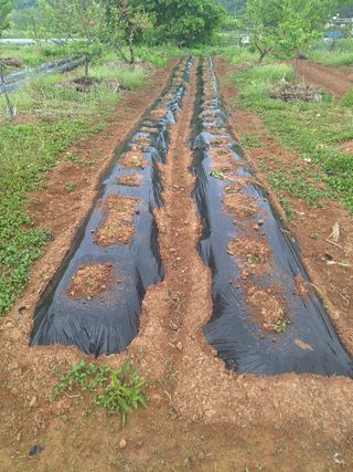 정희군님의 고구마 · 영농일지 작성글 사진