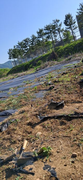 김제선:양평읍회현리님의 호박 · 영농일지 작성글 사진