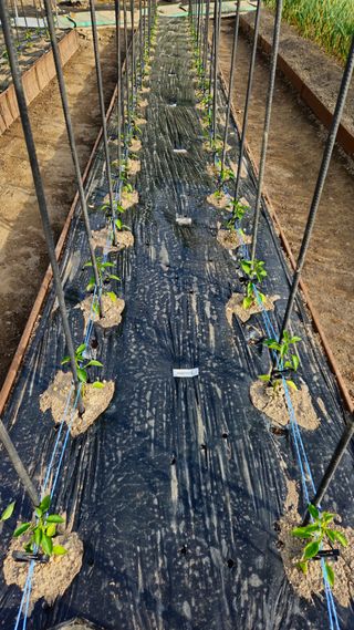 김호열님의 고추 · 영농일지 작성글 사진