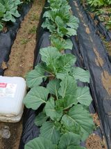 팜모닝 기타작물·영농일지 게시글 이미지