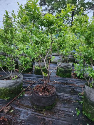 벽창호(죽동농부)님의 블루베리 · 영농일지 작성글 사진