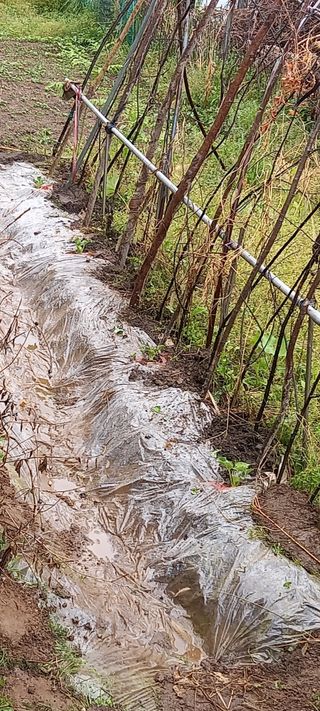 고병길님의 기타작물 · 영농일지 작성글 사진