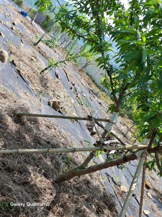 이세순님의 기타작물 · 영농일지 작성글 사진