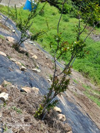이세순님의 기타작물 · 영농일지 작성글 사진