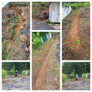 이세순님의 기타작물 · 영농일지 작성글 사진