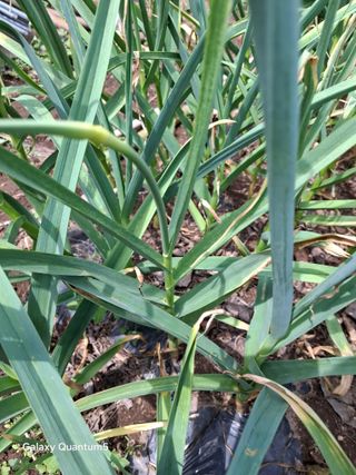 이세순님의 기타작물 · 영농일지 작성글 사진