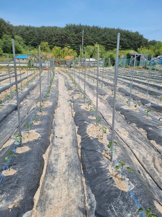 참깨16081님의 기타작물 · 영농일지 작성글 사진