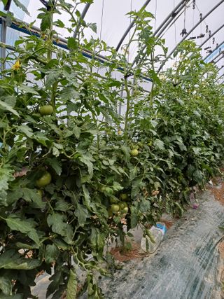 전원수님의 토마토 · 영농일지 작성글 사진