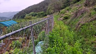 수기님의 양파 · 영농일지 작성글 사진