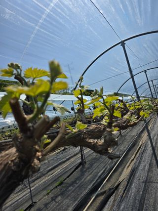 전은식님의 기타작물 · 영농일지 작성글 사진