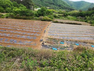 고흥거금도농부님의 호박 · 영농일지 작성글 사진
