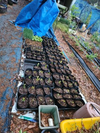 벽창호(죽동농부)님의 블루베리 · 영농일지 작성글 사진