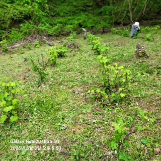 산솔바람님의 두릅 · 영농일지 작성글 사진