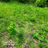 팜모닝 두릅·영농일지 게시글 이미지