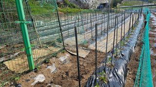 정금기님의 기타작물 · 영농일지 작성글 사진