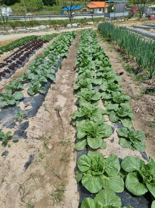 참깨16081님의 기타작물 · 영농일지 작성글 사진