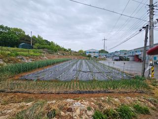 임순영님의 고추 · 영농일지 작성글 사진