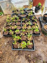 팜모닝 블루베리·영농일지 게시글 이미지