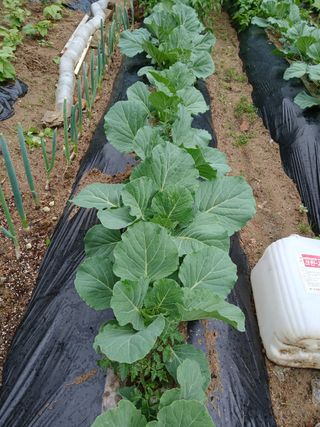 사과18677님의 기타작물 · 영농일지 작성글 사진