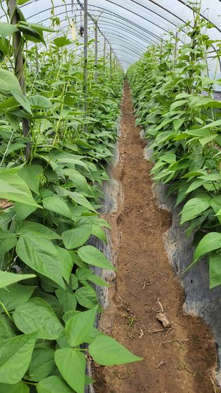 아름아름님의 기타작물 · 영농일지 작성글 사진