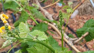 여우내 이순홍님의 포도 · 영농일지 작성글 사진