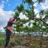 팜모닝 복숭아·영농일지 게시글 이미지