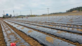 김은아님의 기타작물 · 영농일지 작성글 사진