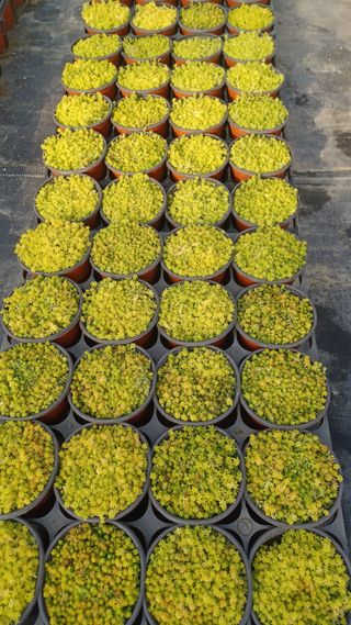 팜모닝회원 김순달 님의 기타작물 · 영농일지 작성글 사진