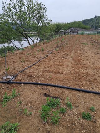 행운목꽃님의 기타작물 · 영농일지 작성글 사진