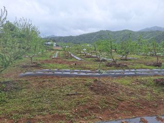 정희군님의 복숭아 · 영농일지 작성글 사진