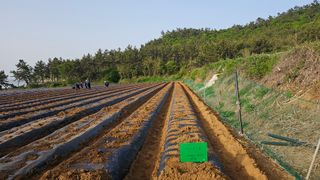 김은아님의 기타작물 · 영농일지 작성글 사진