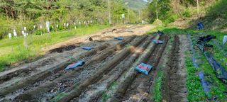 권영식님의 고추 · 영농일지 작성글 사진