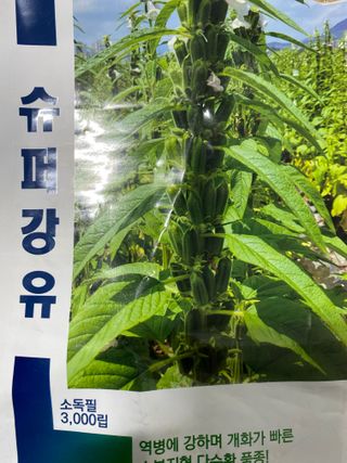 김유찬님의 참깨 · 영농일지 작성글 사진