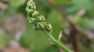 여우내 이순홍님의 포도 · 영농일지 작성글 사진