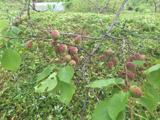 정희군님의 복숭아 · 영농일지 작성글 사진