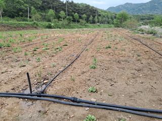 행운목꽃님의 기타작물 · 영농일지 작성글 사진