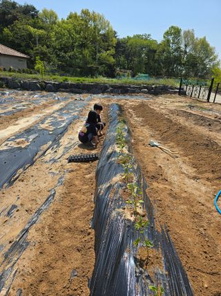 임기억님의 기타작물 · 영농일지 작성글 사진