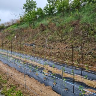 백현호님의 고추 · 영농일지 작성글 사진