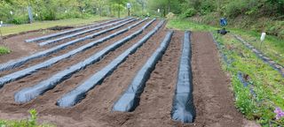 권영식님의 고추 · 영농일지 작성글 사진