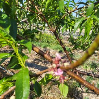 복숭아20414님의 복숭아 · 영농일지 작성글 사진