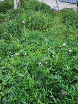 팜모닝 감·영농일지 게시글 이미지