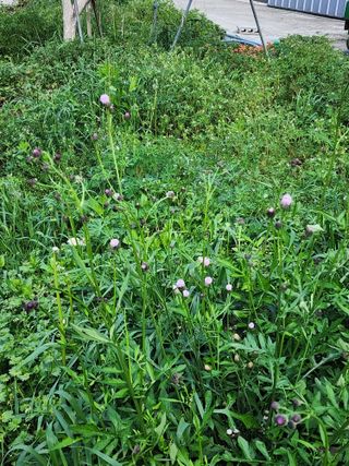 밀양달콤팜님의 감 · 영농일지 작성글 사진