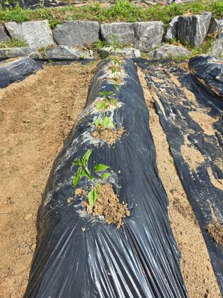 임기억님의 기타작물 · 영농일지 작성글 사진