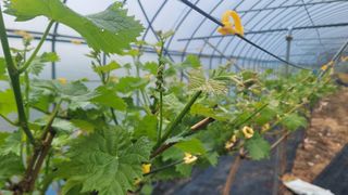 여우내 이순홍님의 포도 · 영농일지 작성글 사진