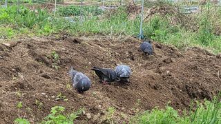 김영규님의 상추 · 영농일지 작성글 사진