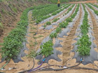 최철훈님의 감자 · 영농일지 작성글 사진