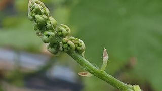 여우내 이순홍님의 포도 · 영농일지 작성글 사진