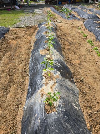 임기억님의 기타작물 · 영농일지 작성글 사진
